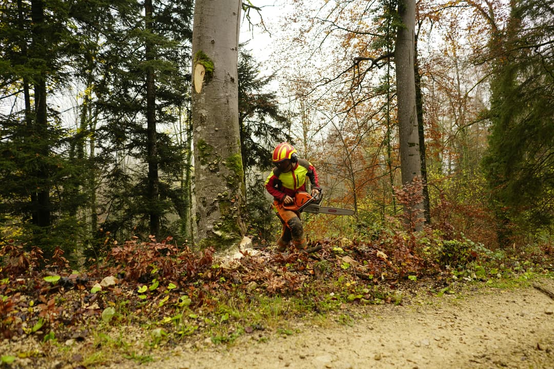 picture of a man with a chainsaw who is about to cut a tree