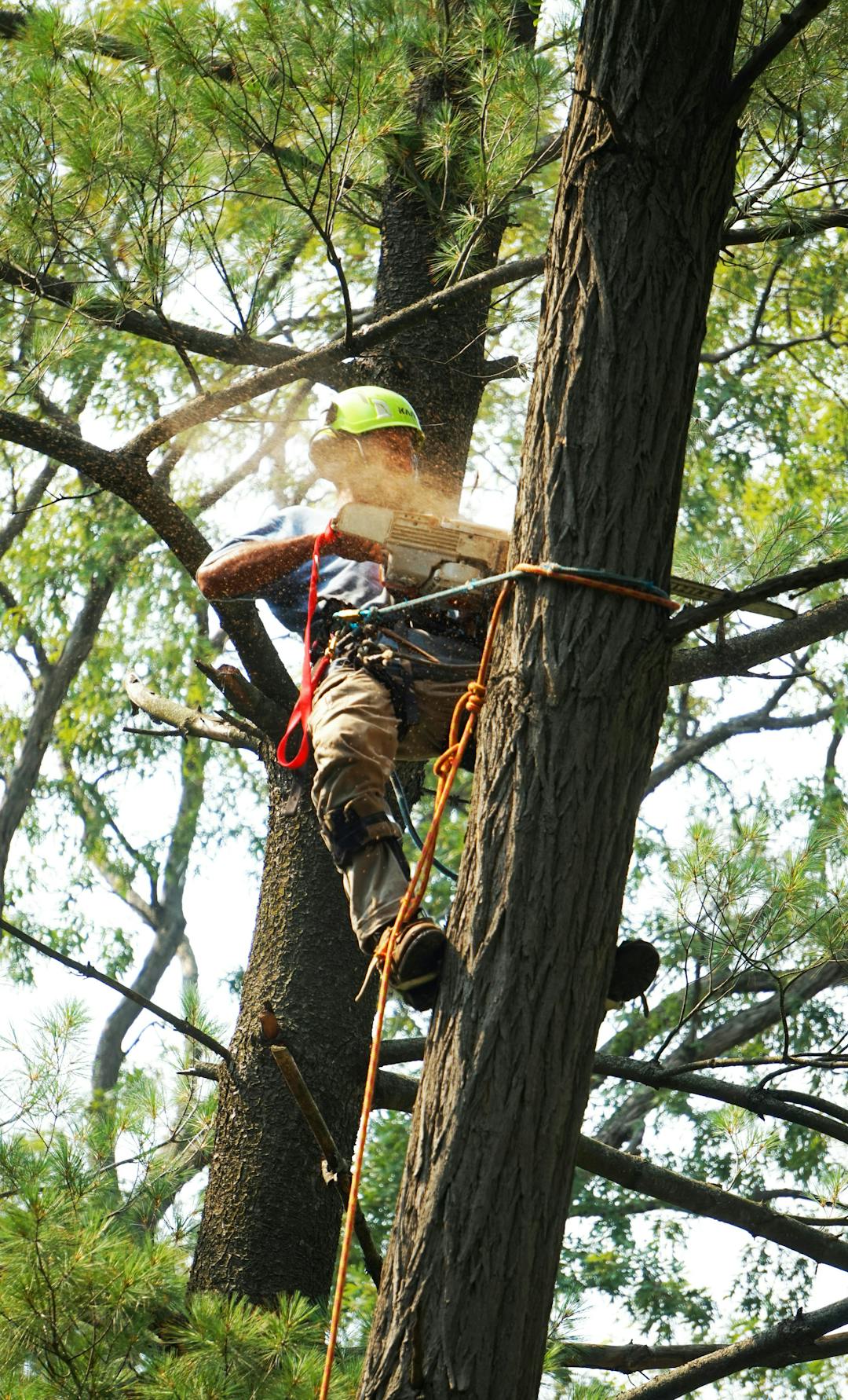 picture of a man on top of a tree cutting a tree