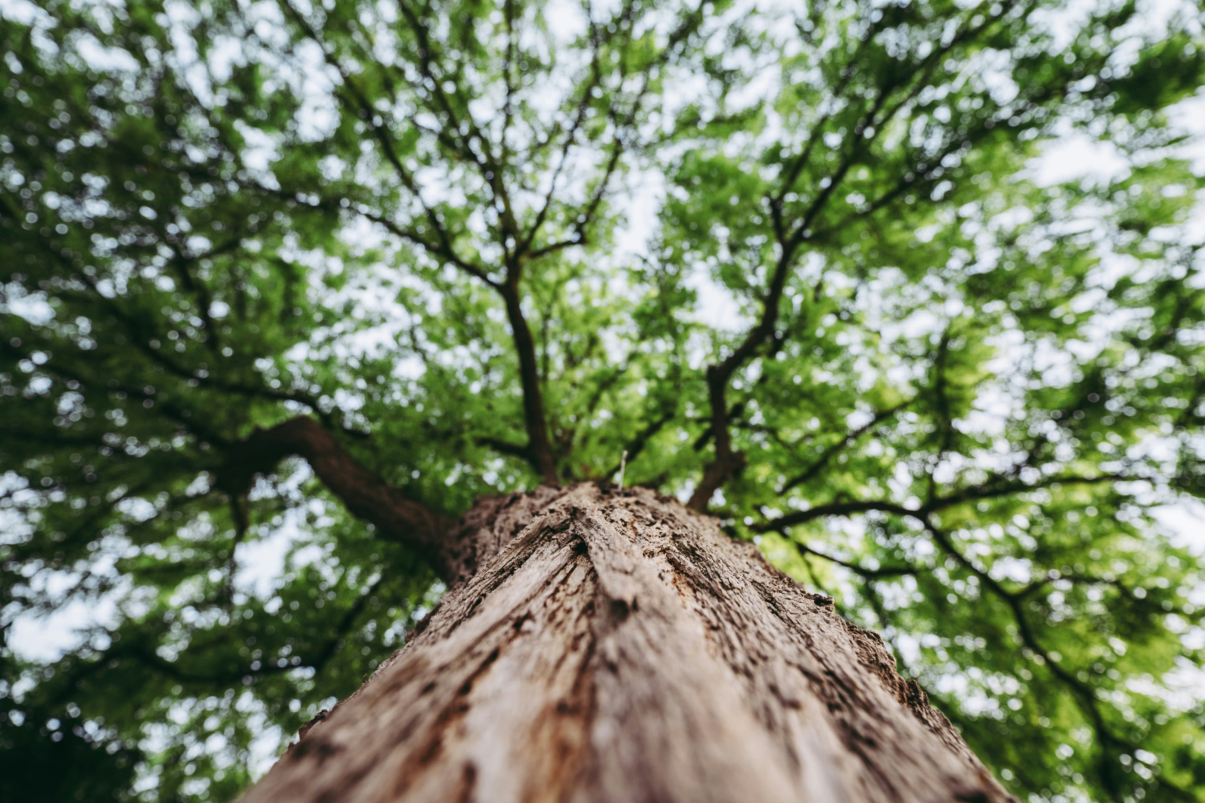 Picture of a tall tree from below with branches coming out the sides