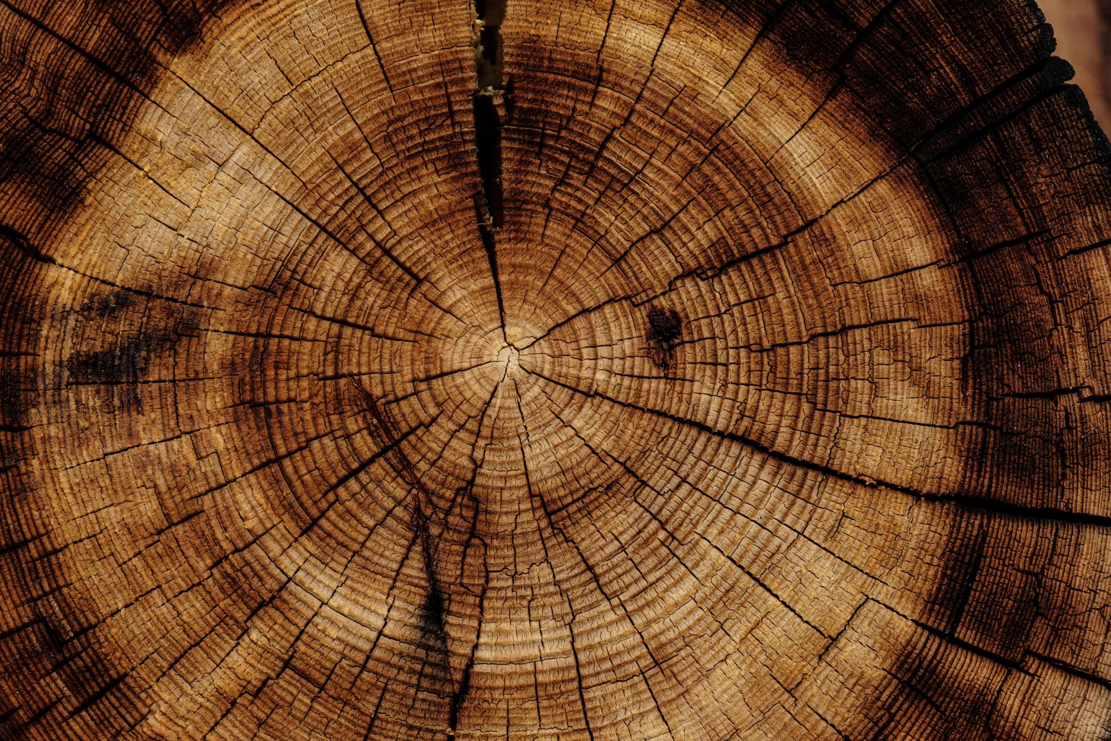 picture of a tree stump of a very old tree